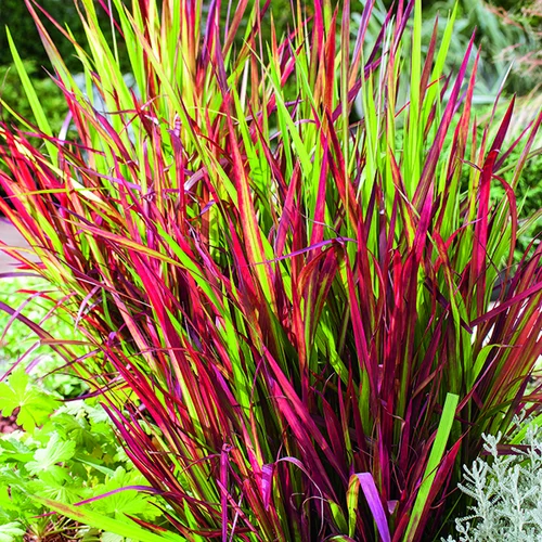Une idée pratique pour le jardin：Imperata Red Baron rouge botanic®. Le pot de 1 litre