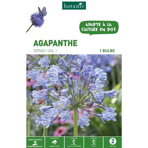Jardin et maison:Agapanthe Donau - bleu - 1 bulbe