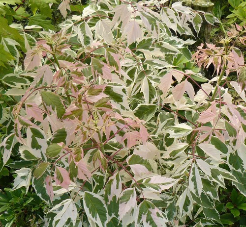 Jardin et solutions:Érable À Feuilles de Frêne Flamingo. Le pot de 30 litres