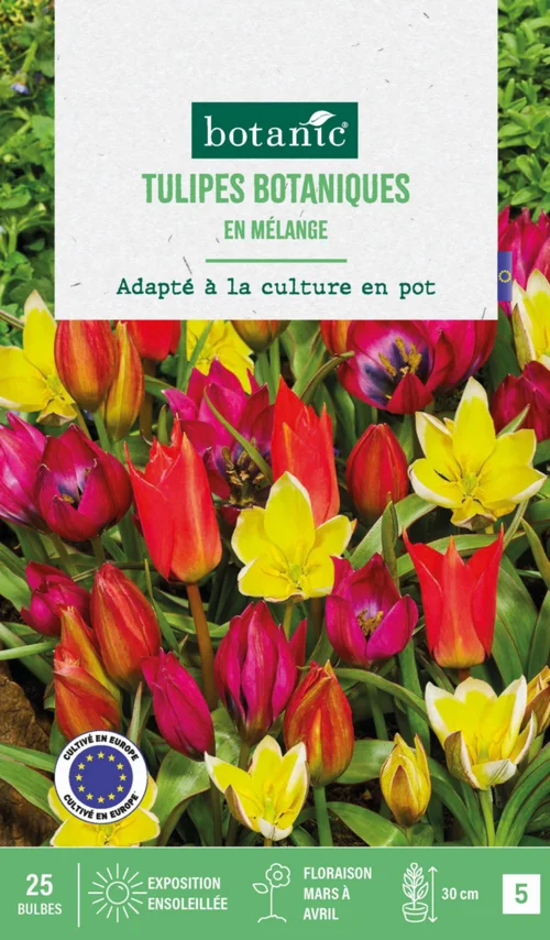 Vie au jardin：Tulipe en mélange botanic® - 25 bulbes