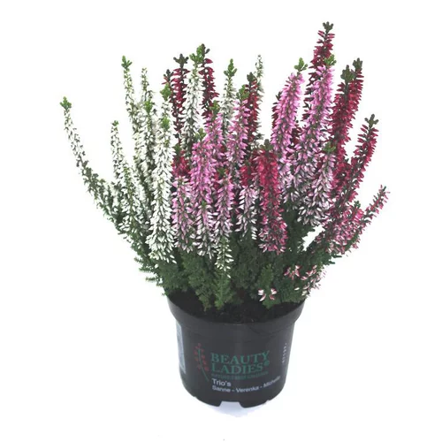 Extérieur facile：Callune arlequin - Le pot de 10.5 cm