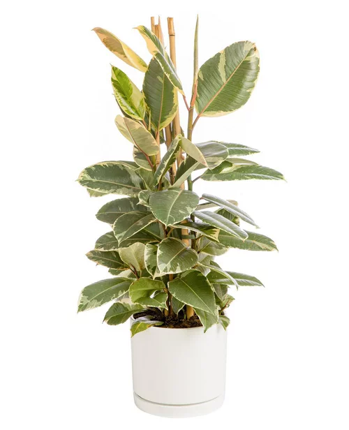Nature facile:Ficus elastica Tineke vert 3 pieds en pot blanc émaillé botanic®. Le pot Ø 24 cm