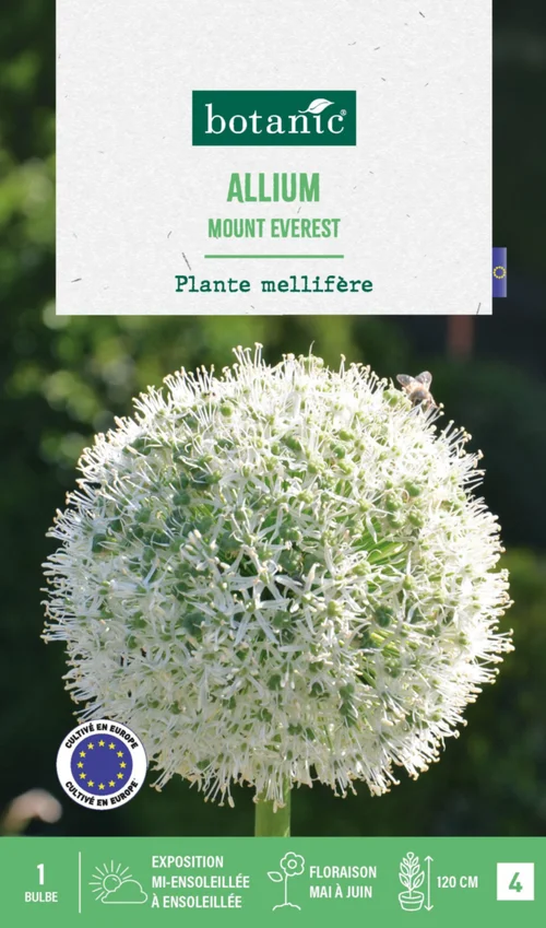 Pour donner du style à l’extérieur:Allium mount everest botanic® - 1 bulbe