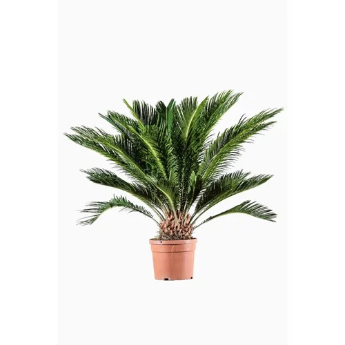 Les essentiels du jardin:Cycas Revoluta vert. Le pot de 7 litres