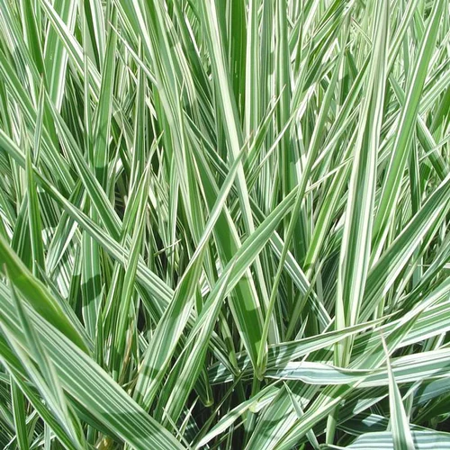 Déco au jardin:Graminees Mix - Le pot de 10.5 cm
