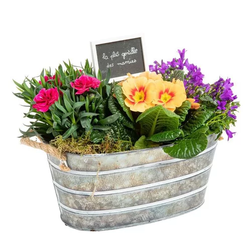 Pour un jardin à votre image:Composition de dianthus campanule primula - La jardinière en zinc blanchie