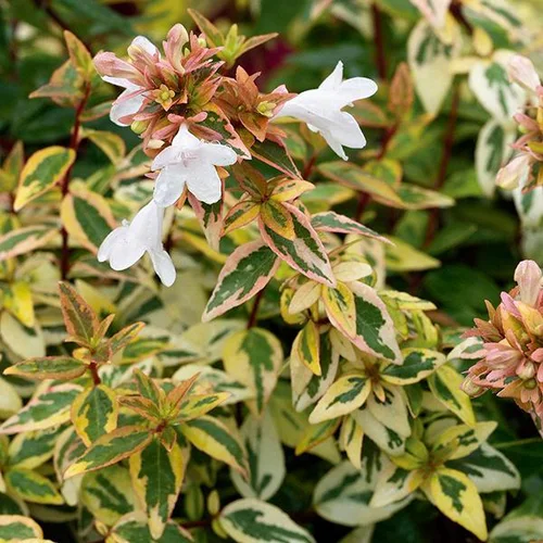 Pratique jardin:Abélia ‘Kaleidoscope’ - Le pot de 10 litres