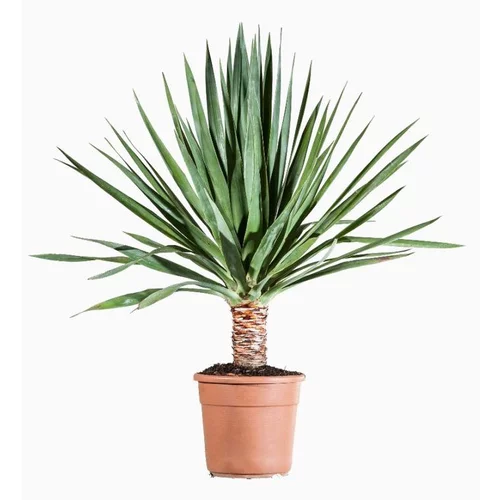 Côté végétal:Dracaena Draco (dragonnier des Canaries) en pot de 380 L vert