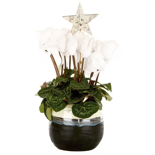 Loisirs jardin:Mini Cyclamen pot céramique noire et nacre - Le pot