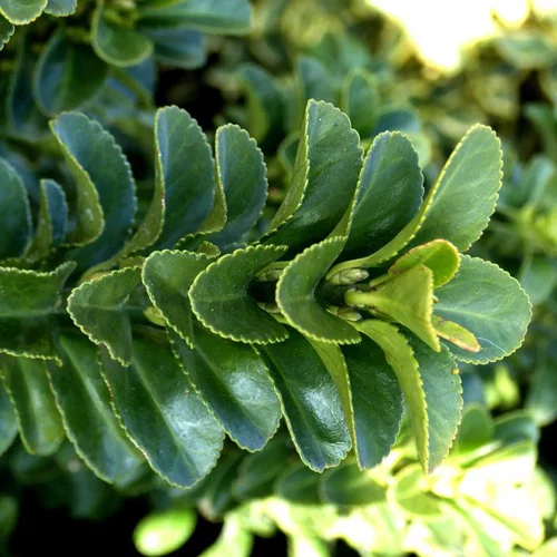 Espace vert facile:Euonymus Green Spider - Le pot de 1 litre