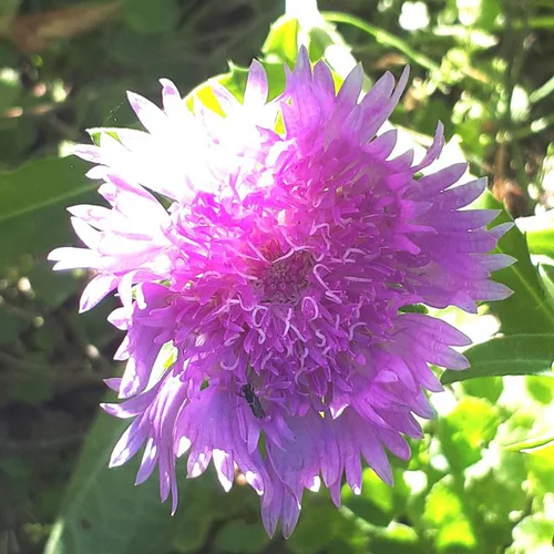 Accessoire pour le jardin：Stokesia - Le pot de 3 litres