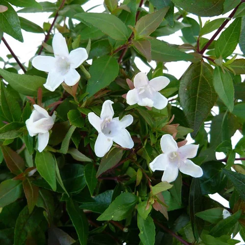 Pour transformer vos extérieurs:Abélie à grandes fleurs ou Abélia Grandiflora. Le pot de 10 litres