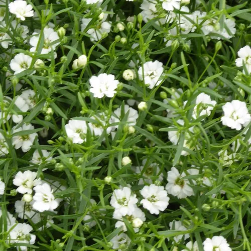 Tout pour le jardin：Gypsophile à fleurs blanches - Le pot Ø 13 cm