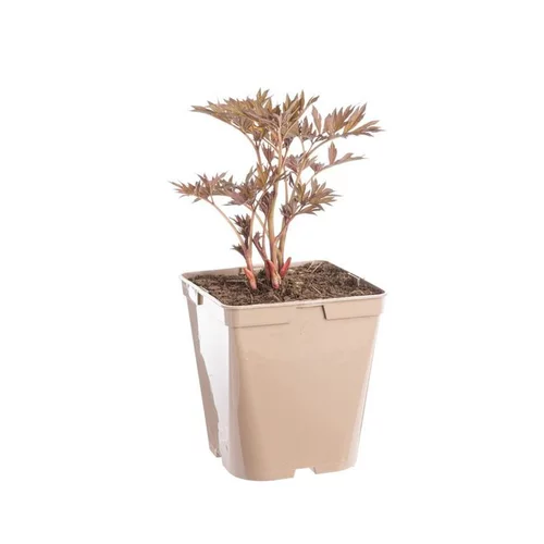 Pour plus de confort à l’extérieur:Pivoine Cora Louise - Le pot de 5 litres