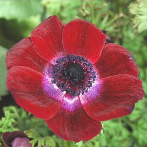 Facile à intégrer au jardin：Anémone de Caen ou anémone couronnée (Coronaria) à fleurs multicolores - Le pot 9 x 9 cm