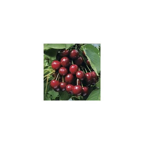 Essentiel pour le jardin：Cerisier Big. Summit. En racine nue, forme gobelet
