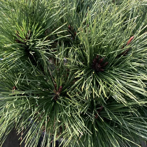 Simple dehors:Pin noir Brepo vert