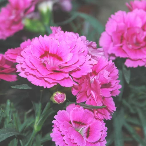 Malin jardin:Oeillet Nain - Le panier