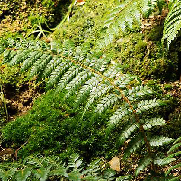 6 x Aspidie de Braun – Polystichum braunii, godet 9cm x 9cm