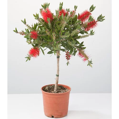 Solution pour le jardin:Rince bouteille tige (Callistemon Laevis). Le pot de 3 litres