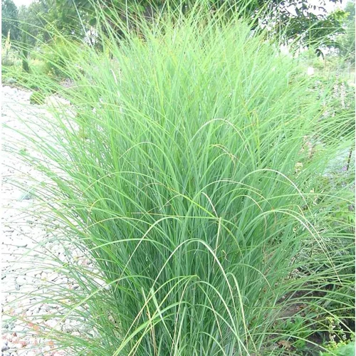 Jardin et nature:Miscanthus Sinensis Gracillimus - Le pot de 2 litres