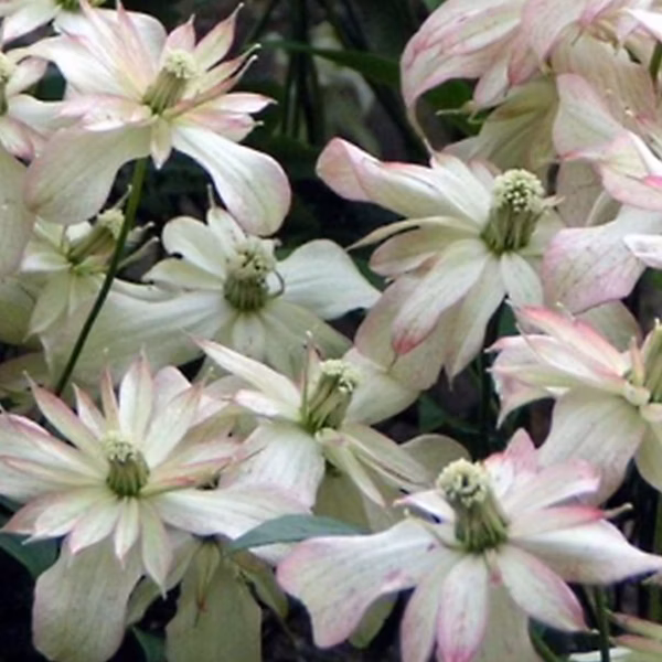 2 x Clématite des montagnes – Clematis montana 'Marjorie' | 50 | 60 cm pot