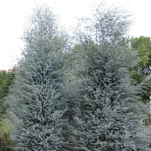 Sélection malin:Eucalyptus Gunnii Azura bleu en pot de 20 L