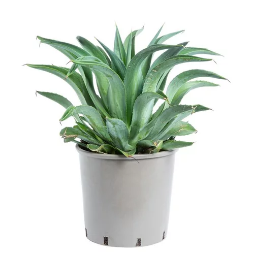 Tout au jardin:Agave desmettiana variegata. Le pot de 15 litres
