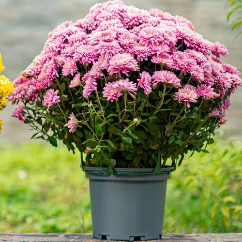 Moderne au jardin:Chrysanthème ou Marguerite d'automne. Le pot de Ø 16-18 cm