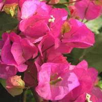 Accessoire au jardin：Bougainvillée Tippi - La jardinière de 18 cm