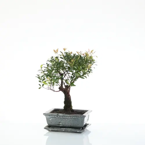 Accessoire jardin：Bonsaï Syzygium botanic® taille 1,5. Le pot