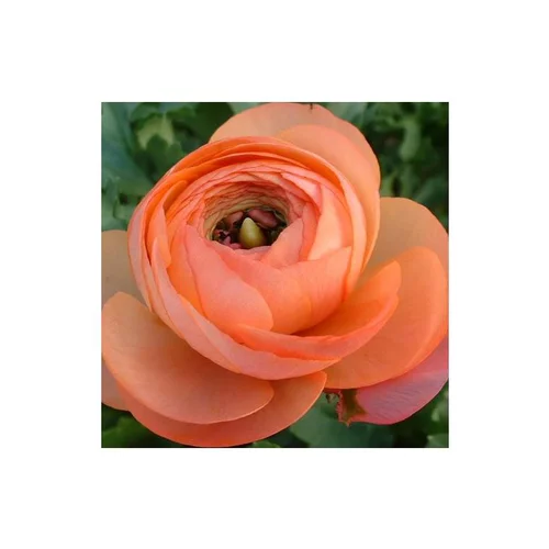 Univers végétal：Renoncule à fleurs doubles.