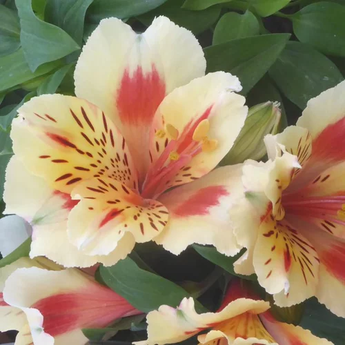 Jardin et idées:Alstroemère multicolore. Le pot de 4,5 litres