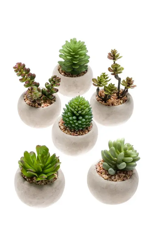 Une solution adaptée à l’extérieur：Plante grasse artificielle en pot - Ø 6,5 x 6,5 cm