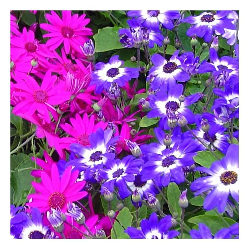 Les incontournables du jardin：Cinéraire à fleurs - Le pot de 10.5 cm