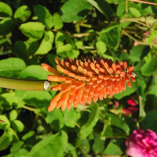 Jardin à organiser:Kniphofia ou Tritoma à fleurs oranges - Le pot de 2,5 litres