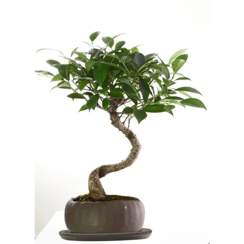 Pour plus de praticité au jardin:Ficus retusa kusamono coloris vert