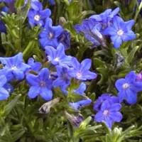 Extérieur équipement:Lithodora - Le pot de 3 litres