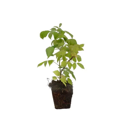 Pour votre espace vert:Framboisier Heritage Bio. La motte