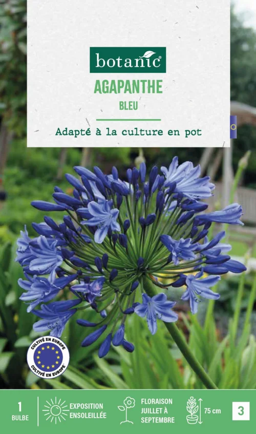 Pour votre quotidien：Agapanthe botanic® coloris bleu - 1 bulbe