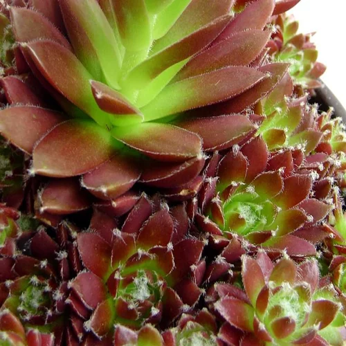 Idéal pour votre jardin:Sempervivum bicolore vert en pot de 2 L