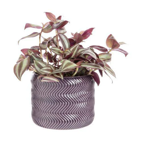 Pour votre extérieur:Tradescantia mix avec son cache-pot coloris rose - Ø 12 cm