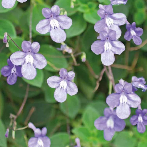 Pour un jardin plus agréable：Streptocarpus - Le pot de 9 x 9 cm