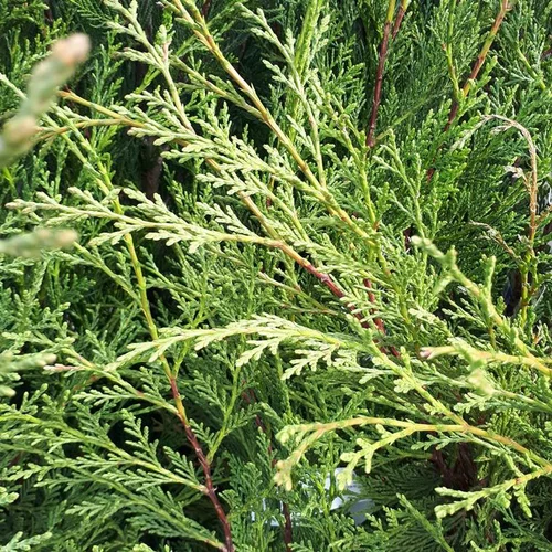 Essentiel nature：Cupressocyparis Leylandii ou Cyprès de Leyland 150/175 en pot de 7,5 L