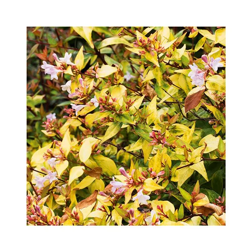 Le jardin au quotidien：Abelia Grandiflora Gold Spot pot 3 L