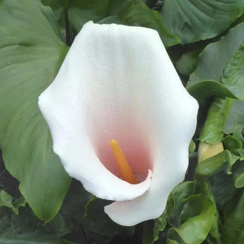 Extérieur essentiel：Arum rose à grandes fleurs - Le pot de 3 litres