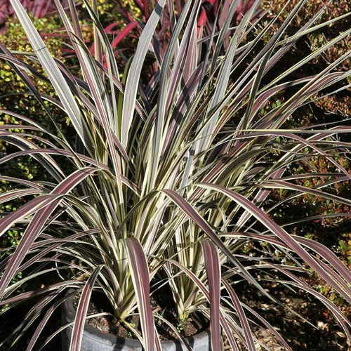 Pour vivre dehors：Cordyline Banksii Electric Flash multicolore en pot de 8 L
