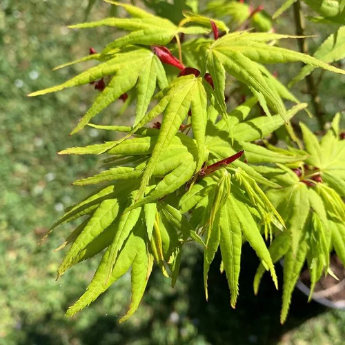 Un choix malin pour le jardin:Érable du Japon Mikawa Yatsubusa (Acer Palmatum). Le pot de 30 litres