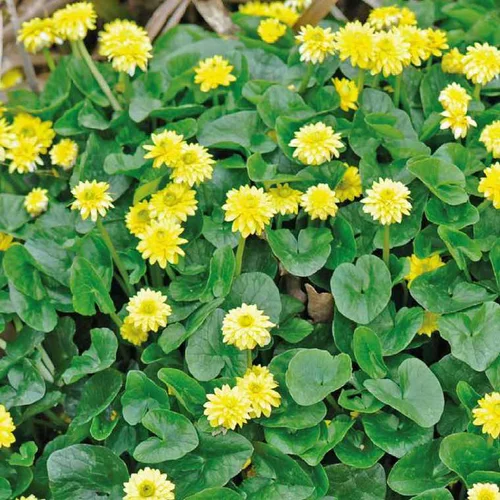Univers jardin：Souci d’eau à fleurs doubles godet 9x9 cm