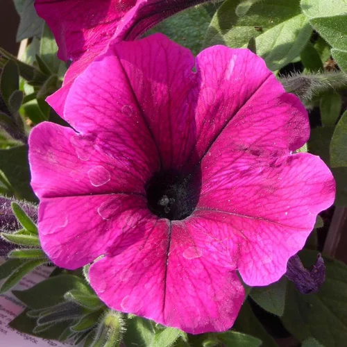 Une solution adaptée à l’extérieur：Pétunia retombant - Le pot de 4 litres